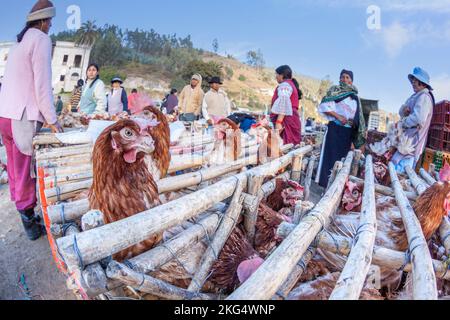 Der Verkauf von Hühnern sowie Enten und Hamstern findet wöchentlich auf dem Tiermarkt in Otavalo, Provinz Imbabura, Ecuador, Südamerika, statt. Stockfoto