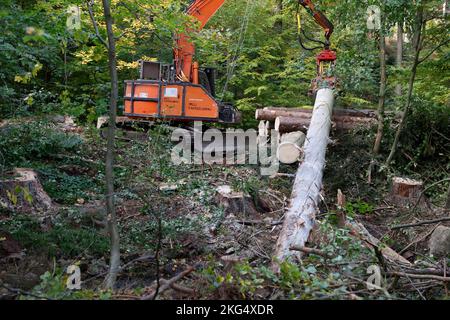 Ilsenburg, Deutschland. 11. Oktober 2022. Gefallene Bäume werden mit schwerem Forstausrüstungen aus dem Ilse-Flussbett gezogen. Deadwood, das im Rahmen der Straßenverkehrssicherheitsmaßnahmen im Bereich der Ilse-Wasserfälle gefällt wurde, wird derzeit aus dem Flussbett der Ilse entfernt, um einen vorbeugenden Hochwasserschutz zu gewährleisten. Die Arbeiten werden voraussichtlich bis November andauern. Das Gebiet des unteren und oberen Ilse-Falls von der Bremer Hütte bis zum Sandtal wird für die Dauer der Arbeiten zum Schutz der Öffentlichkeit vollständig geschlossen. Quelle: Matthias Bein/dpa/Alamy Live News Stockfoto