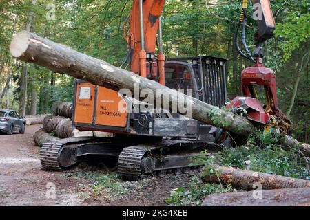 Ilsenburg, Deutschland. 11. Oktober 2022. Gefallene Bäume werden mit schwerem Forstausrüstungen aus dem Ilse-Flussbett gezogen. Deadwood, das im Rahmen der Straßenverkehrssicherheitsmaßnahmen im Bereich der Ilse-Wasserfälle gefällt wurde, wird derzeit aus dem Flussbett der Ilse entfernt, um einen vorbeugenden Hochwasserschutz zu gewährleisten. Die Arbeiten werden voraussichtlich bis November andauern. Das Gebiet des unteren und oberen Ilse-Falls von der Bremer Hütte bis zum Sandtal wird für die Dauer der Arbeiten zum Schutz der Öffentlichkeit vollständig geschlossen. Quelle: Matthias Bein/dpa/Alamy Live News Stockfoto