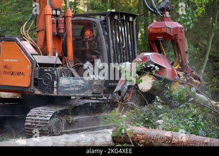 Ilsenburg, Deutschland. 11. Oktober 2022. Gefallene Bäume werden mit schwerem Forstausrüstungen aus dem Ilse-Flussbett gezogen. Deadwood, das im Rahmen der Straßenverkehrssicherheitsmaßnahmen im Bereich der Ilse-Wasserfälle gefällt wurde, wird derzeit aus dem Flussbett der Ilse entfernt, um einen vorbeugenden Hochwasserschutz zu gewährleisten. Die Arbeiten werden voraussichtlich bis November andauern. Das Gebiet des unteren und oberen Ilse-Falls von der Bremer Hütte bis zum Sandtal wird für die Dauer der Arbeiten zum Schutz der Öffentlichkeit vollständig geschlossen. Quelle: Matthias Bein/dpa/Alamy Live News Stockfoto