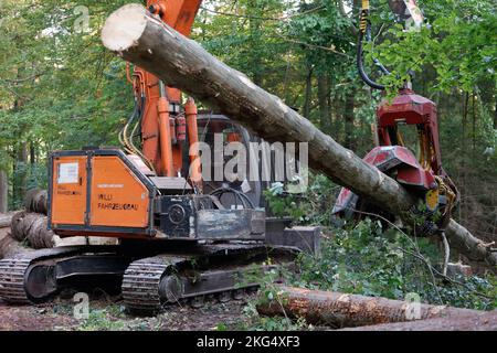 Ilsenburg, Deutschland. 11. Oktober 2022. Gefallene Bäume werden mit schwerem Forstausrüstungen aus dem Ilse-Flussbett gezogen. Deadwood, das im Rahmen der Straßenverkehrssicherheitsmaßnahmen im Bereich der Ilse-Wasserfälle gefällt wurde, wird derzeit aus dem Flussbett der Ilse entfernt, um einen vorbeugenden Hochwasserschutz zu gewährleisten. Die Arbeiten werden voraussichtlich bis November andauern. Das Gebiet des unteren und oberen Ilse-Falls von der Bremer Hütte bis zum Sandtal wird für die Dauer der Arbeiten zum Schutz der Öffentlichkeit vollständig geschlossen. Quelle: Matthias Bein/dpa/Alamy Live News Stockfoto