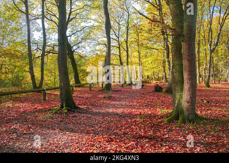 Herbstfarben im Wald sehen zu dieser Jahreszeit in Großbritannien gut aus. Schöne Gelb- und Goldbraun-Darstellungen vor blauem Himmel. Stockfoto