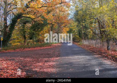 Herbstfarben im Wald sehen zu dieser Jahreszeit in Großbritannien gut aus. Schöne Gelb- und Goldbraun-Darstellungen vor blauem Himmel. Stockfoto