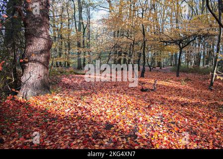 Herbstfarben im Wald sehen zu dieser Jahreszeit in Großbritannien gut aus. Schöne Gelb- und Goldbraun-Darstellungen vor blauem Himmel. Stockfoto