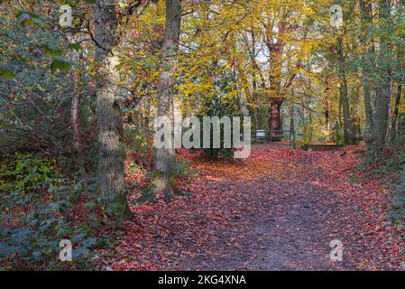 Herbstfarben im Wald sehen zu dieser Jahreszeit in Großbritannien gut aus. Schöne Gelb- und Goldbraun-Darstellungen vor blauem Himmel. Stockfoto