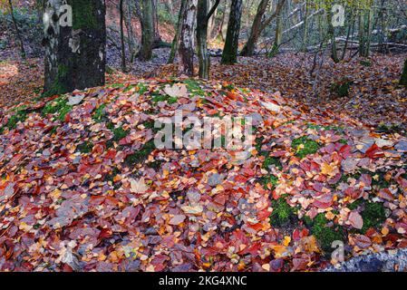 Herbstfarben im Wald sehen zu dieser Jahreszeit in Großbritannien gut aus. Schöne Gelb- und Goldbraun-Darstellungen vor blauem Himmel. Stockfoto