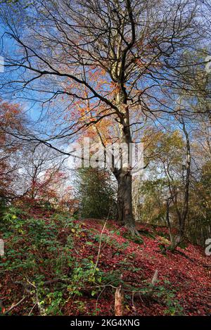 Herbstfarben im Wald sehen zu dieser Jahreszeit in Großbritannien gut aus. Schöne Gelb- und Goldbraun-Darstellungen vor blauem Himmel. Stockfoto