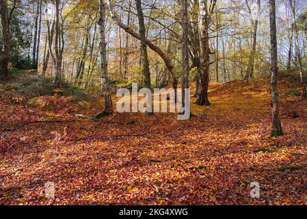 Herbstfarben im Wald sehen zu dieser Jahreszeit in Großbritannien gut aus. Schöne Gelb- und Goldbraun-Darstellungen vor blauem Himmel. Stockfoto