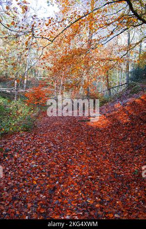 Herbstfarben im Wald sehen zu dieser Jahreszeit in Großbritannien gut aus. Schöne Gelb- und Goldbraun-Darstellungen vor blauem Himmel. Stockfoto