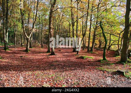 Herbstfarben im Wald sehen zu dieser Jahreszeit in Großbritannien gut aus. Schöne Gelb- und Goldbraun-Darstellungen vor blauem Himmel. Stockfoto