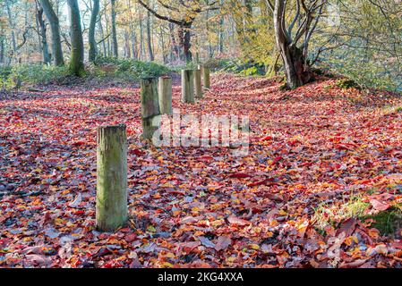 Herbstfarben im Wald sehen zu dieser Jahreszeit in Großbritannien gut aus. Schöne Gelb- und Goldbraun-Darstellungen vor blauem Himmel. Stockfoto