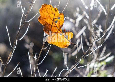 Herbstfarben im Wald sehen zu dieser Jahreszeit in Großbritannien gut aus. Schöne Gelb- und Goldbraun-Darstellungen vor blauem Himmel. Stockfoto