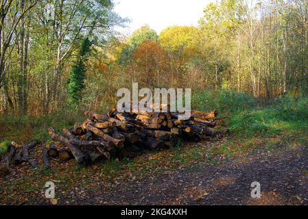 Herbstfarben im Wald sehen zu dieser Jahreszeit in Großbritannien gut aus. Schöne Gelb- und Goldbraun-Darstellungen vor blauem Himmel. Stockfoto