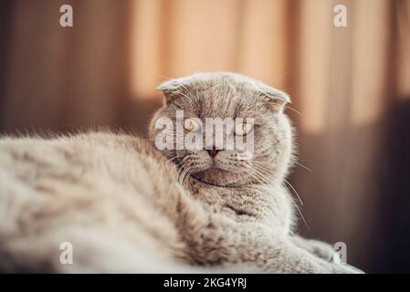 Süße britische kurzhaarige Katze mit Kupferaugen Stockfoto