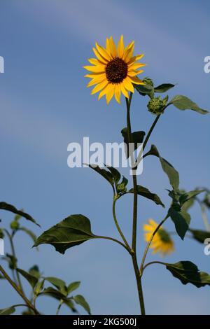 Eine Vertikale einer isolierten Sonnenblume gegen einen strahlend blauen Himmel Stockfoto