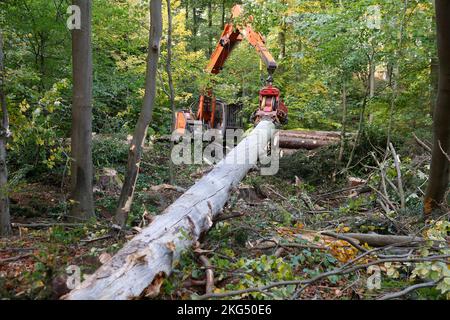 Ilsenburg, Deutschland. 11. Oktober 2022. Gefallene Bäume werden mit schwerem Forstausrüstungen aus dem Ilse-Flussbett gezogen. Deadwood, das im Rahmen der Straßenverkehrssicherheitsmaßnahmen im Bereich der Ilse-Wasserfälle gefällt wurde, wird derzeit aus dem Flussbett der Ilse entfernt, um einen vorbeugenden Hochwasserschutz zu gewährleisten. Die Arbeiten werden voraussichtlich bis November andauern. Das Gebiet des unteren und oberen Ilse-Falls von der Bremer Hütte bis zum Sandtal wird für die Dauer der Arbeiten zum Schutz der Öffentlichkeit vollständig geschlossen. Quelle: Matthias Bein/dpa/Alamy Live News Stockfoto