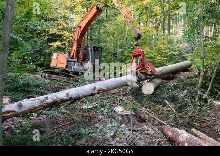 Ilsenburg, Deutschland. 11. Oktober 2022. Gefallene Bäume werden mit schwerem Forstausrüstungen aus dem Ilse-Flussbett gezogen. Deadwood, das im Rahmen der Straßenverkehrssicherheitsmaßnahmen im Bereich der Ilse-Wasserfälle gefällt wurde, wird derzeit aus dem Flussbett der Ilse entfernt, um einen vorbeugenden Hochwasserschutz zu gewährleisten. Die Arbeiten werden voraussichtlich bis November andauern. Das Gebiet des unteren und oberen Ilse-Falls von der Bremer Hütte bis zum Sandtal wird für die Dauer der Arbeiten zum Schutz der Öffentlichkeit vollständig geschlossen. Quelle: Matthias Bein/dpa/Alamy Live News Stockfoto