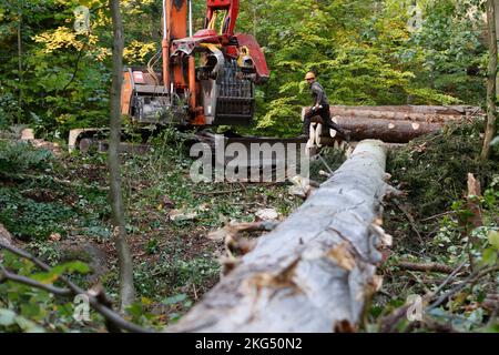 Ilsenburg, Deutschland. 11. Oktober 2022. Gefallene Bäume werden mit schwerem Forstausrüstungen aus dem Ilse-Flussbett gezogen. Deadwood, das im Rahmen der Straßenverkehrssicherheitsmaßnahmen im Bereich der Ilse-Wasserfälle gefällt wurde, wird derzeit aus dem Flussbett der Ilse entfernt, um einen vorbeugenden Hochwasserschutz zu gewährleisten. Die Arbeiten werden voraussichtlich bis November andauern. Das Gebiet des unteren und oberen Ilse-Falls von der Bremer Hütte bis zum Sandtal wird für die Dauer der Arbeiten zum Schutz der Öffentlichkeit vollständig geschlossen. Quelle: Matthias Bein/dpa/Alamy Live News Stockfoto