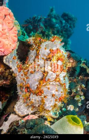 Ein Commerson-Anglerfisch, Antennarius commersoni, thront zwischen Korallen und einem Tunikat, Philippinen, Asien. Stockfoto