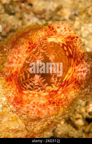 Ein Tunikat hat eine ein- und Auslassöffnung, damit es vorbeifahrende Häppchen aus dem Wasser filtert. Dieser Tunikat oder Meerspritzer, Polycarpa sp wurde fotografiert Stockfoto