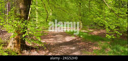 Fußweg gesäumt von reifen Buchenbäumen BeauDesert Old Park Cannock Chase AONB (Gebiet von herausragender natürlicher Schönheit) in Staffordshire, England Stockfoto