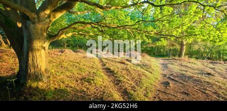 Pfad mit Eichenbaum im Cannock Chase Country Park AONB (Gebiet von herausragender natürlicher Schönheit) in Staffordshire, England, Großbritannien Stockfoto