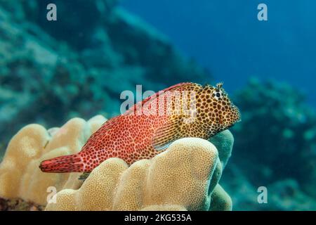 Dieser männliche kurzmundige Blenny, Exallias brevis, thront auf Korallen und überwacht das umliegende Riff, Hawaii. Stockfoto