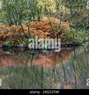 Herbstliche Farben und Tönungen reflektieren in Fair Oak Becken Cannock Chase ein Bereich der hervorragenden natürlichen Schönheit Staffordshire England Stockfoto