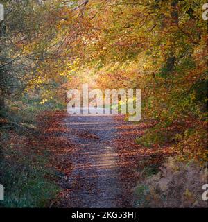 Im Herbst bewaldet der Cannock Chase Forest im Herzen von England Way, einem ausgewiesenen Gebiet von Outs, mit Farbstönen und Schattierungen von Buchenbäumen Stockfoto