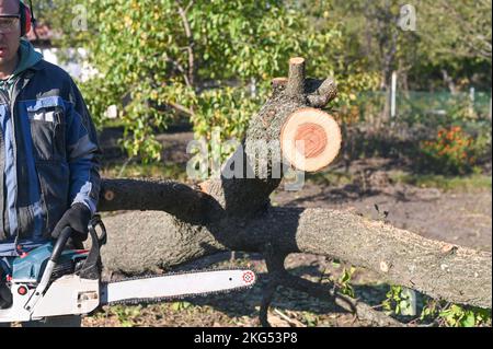 Ein Mann mit einer Kettensäge in der Nähe eines umgestürzten Baumes. Er bereitet sich darauf vor, einen Baum zu Fällen. Stockfoto