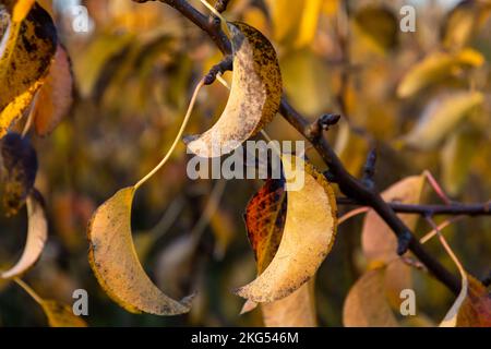 Herbstblätter in Sussex, England, Birnenbaum Stockfoto