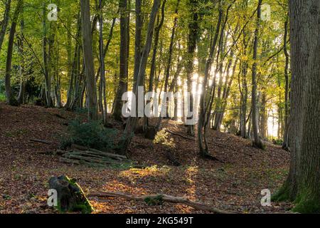 Herbstsonne in einem Buchenwald in Sussex, England Stockfoto