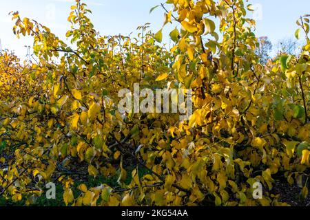 Herbstblätter in Sussex, England, Birnenbaum Stockfoto