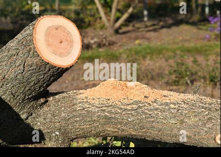 Sägemehl liegt auf einem umgestürzten Baum. Stockfoto