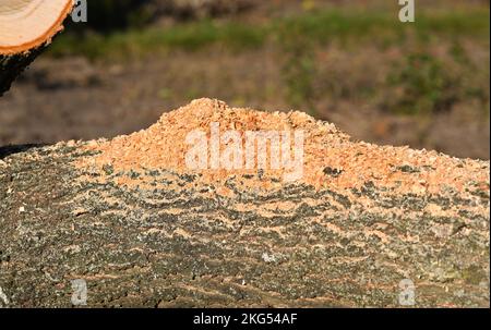 Sägemehl liegt auf dem Stamm eines liegenden Baumes. Stockfoto