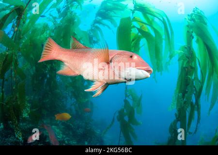 Weibliche Schafkopf, Semicossyphus pulcher, werden in einem Wald von Riesenkelp, Macrocystis pyrifera, vor Santa Barbara Island, Kalifornien, USA, abgebildet. Stockfoto