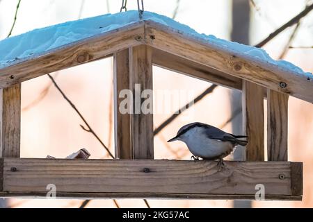 Kleiner Nacktvogel, Sitta europaea, isst von hausgemachtem Holzfutter. Fütterung von Vögeln im Winter. Stockfoto