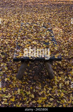 Holztisch bedeckt mit heruntergefallenen gelben Blättern in Laubwäldern im Herbst Stockfoto