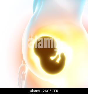 Wachstum des Feten, Nabelschnur, Ernährung und Energie für die Evolution des Babys. Verbindung zwischen Fetus und Plazenta. 3D-Rendering Stockfoto
