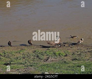 Kanadagänse entlang des regen geschwollenen Alameda Creek, in Union City, Kalifornien, Stockfoto