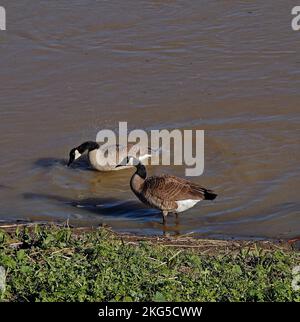 Kanadagänse entlang des regen geschwollenen Alameda Creek, in Union City, Kalifornien, Stockfoto