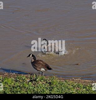 Kanadagänse entlang des regen geschwollenen Alameda Creek, in Union City, Kalifornien, Stockfoto