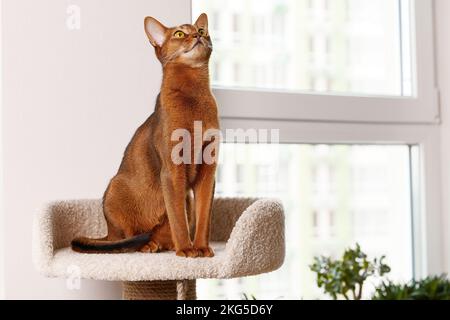 Abessinier junge Katze sitzt am Turm. Schöne reinrassige kurzhaarige Kätzchen Stockfoto