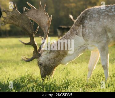 Wildes Damahirsch, Dama Dama, in Phoenix Park, Dublin. Stockfoto