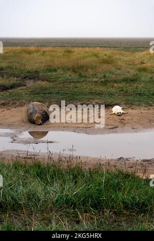 Donna Nook Naturschutzsiegel Stockfoto