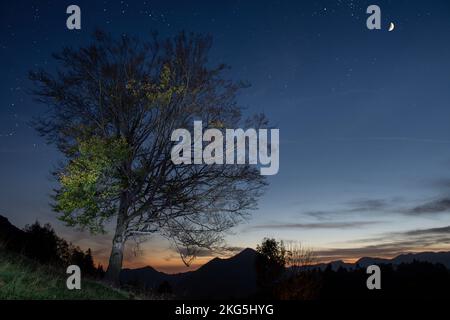 Der Mond beleuchtet den Baum am Abend Stockfoto