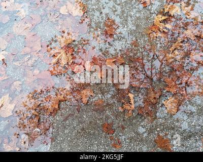 Bäume im Herbst mit Reflexion im Wasser, übersät mit heruntergefallenen Blättern an regnerischen Tagen. Top-down-Ansicht. Gelbe gefallene Blätter auf der Straße in einer Pfütze. Stockfoto
