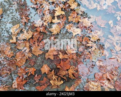 Bäume im Herbst mit Reflexion im Wasser, übersät mit heruntergefallenen Blättern an regnerischen Tagen. Top-down-Ansicht. Gelbe gefallene Blätter auf der Straße in einer Pfütze. Stockfoto