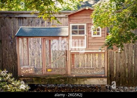 Süßes Holz- und Drahthähnchen im Hinterhof mit Privatzaun und Laub Stockfoto