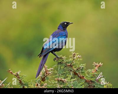 Ruppells Langschwanz-Starling (Lamprotornis purpuroptera), hoch oben auf einem Zweig der Pfeifdornakazien (Acacia drepanolobium) Masai Mara Kenia Afrika Stockfoto